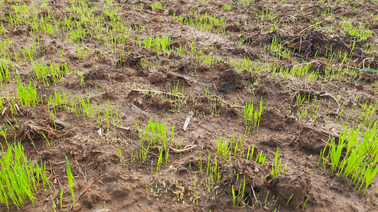 Lack Of Rain Rice Cultivation Affected In Sirsi Taluk Karnataka Paddy Cultivation