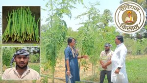 बंजर जमीन पर लगाए सुपरफूड मुनगा के पौधे, लाखों में पहुंची युवा किसान दीपांशु की कमाई