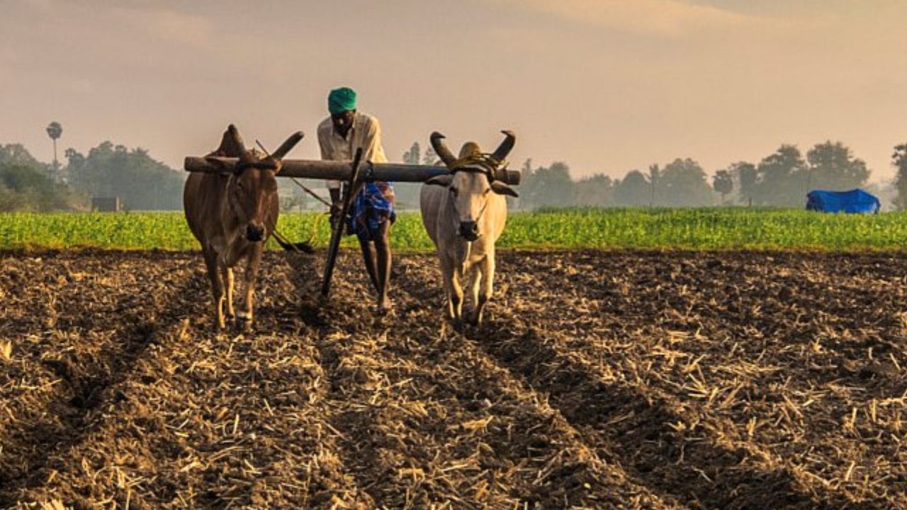 धान बुवाई पर रोक ने घटाया रकबा, गर्मी की 9 फसलों का क्षेत्रफल बढ़ा, इन 2 फसलों से किसानों ने बनाई दूरी