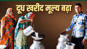 सांची डेयरी 21 मई से किसानों को दूध का भाव बढ़ाकर देगी, ग्राहकों के लिए 3 रुपये दाम महंगा किया