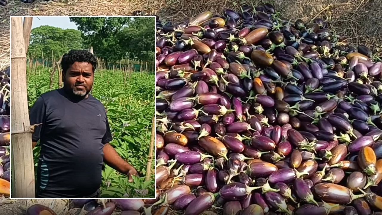 ग्राफ्टिंग तकनीक से बैंगन उगाकर किसान ने कमाए 4 लाख रुपये, अब विधि जानने पहुंच रहे किसान 