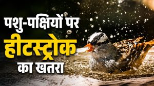 हीटस्ट्रोक से पक्षियों के बेहोश होने और मरने के मामले बढ़े, चील-कबूतर और गायों पर संकट