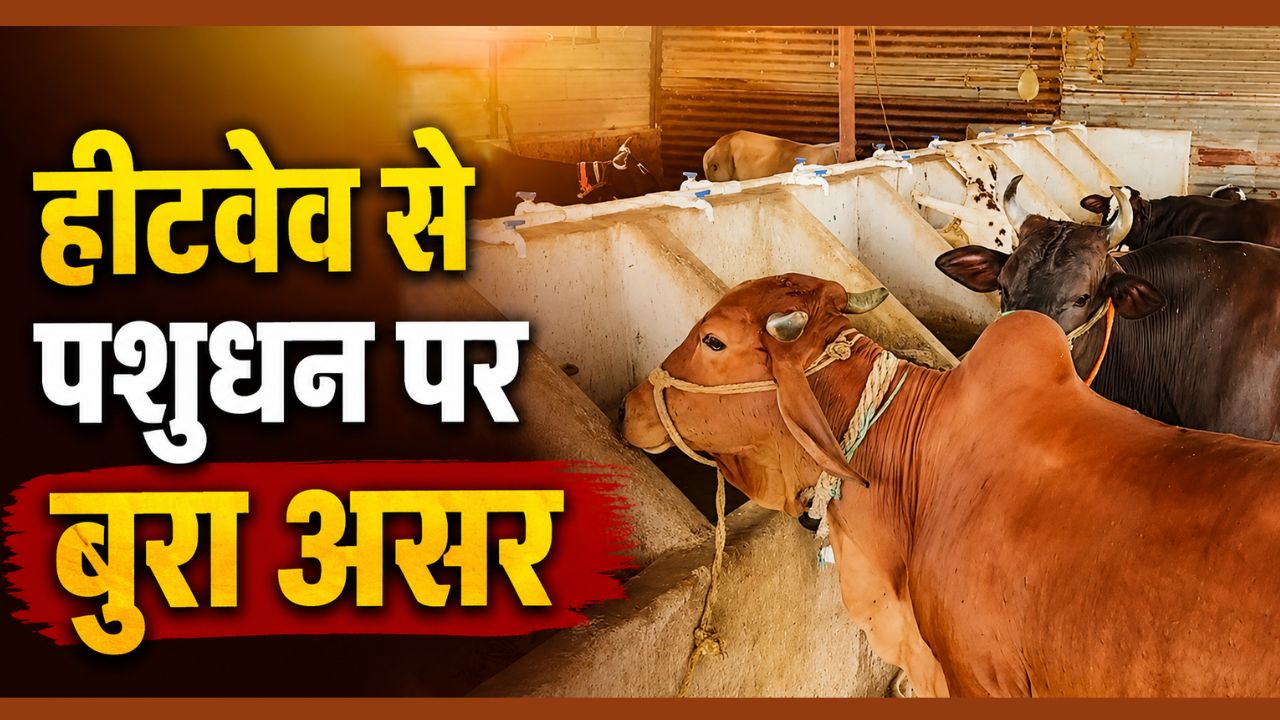 हीटवेव से पशुओं का दूध घटने लगा.. मुर्गी-बत्तख की प्रजनन क्षमता पर असर, मुनाफे की बजाय खर्च बढ़ा