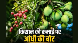 आंधी-बारिश से बागवानी फसलों पर संकट, फफूंद रोग फैलने से उत्पादन घटने का खतरा आंधी-बारिश से बागवानी फसलों पर संकट, फफूंद रोग फैलने से उत्पादन घटने का खतरा