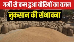गेहूं उठान में देरी ने बढ़ाई टेंशन, मंडियों में 1 किलो तक कम हुआ बोरियों का वजन गेहूं उठान में देरी ने बढ़ाई टेंशन, मंडियों में 1 किलो तक कम हुआ बोरियों का वजन