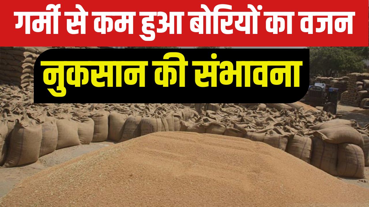 गेहूं उठान में देरी ने बढ़ाई टेंशन, मंडियों में 1 किलो तक कम हुआ बोरियों का वजन