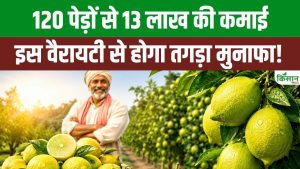 बनारसी कागजी नींबू की खेती से चमकेगी किसानों की किस्मत, कम लागत में मिलेगा शानदार मुनाफा बनारसी कागजी नींबू की खेती से चमकेगी किसानों की किस्मत, कम लागत में मिलेगा शानदार मुनाफा