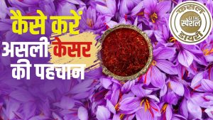 बनना है अमीर तो करें ‘लाल सोना’ की खेती, 600 रुपये प्रति ग्राम रेट.. पूरी दुनिया में है मांग बनना है अमीर तो करें ‘लाल सोना’ की खेती, 600 रुपये प्रति ग्राम रेट.. पूरी दुनिया में है मांग