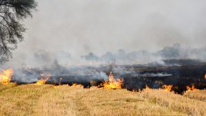 पराली जलाने पर सरकार हुई सख्त, हर गांव की मैपिंग और किसानों की होगी निगरानी पराली जलाने पर सरकार हुई सख्त, हर गांव की मैपिंग और किसानों की होगी निगरानी
