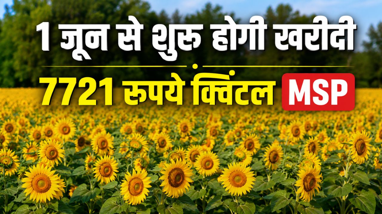 हरियाणा में सूरजमुखी की कटाई तेज, मंडियों में शुरू हुई आवक.. पर नहीं हो रही खरीदी