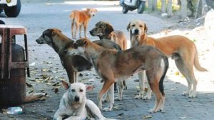 क्या पशुओं के लिए भी खुलेगा दया मृत्यु का रास्ता? अवारा कुत्तों पर कोर्ट की टिप्पणी पर लोगों की राय भिन्न क्या पशुओं के लिए भी खुलेगा दया मृत्यु का रास्ता? अवारा कुत्तों पर कोर्ट की टिप्पणी पर लोगों की राय भिन्न