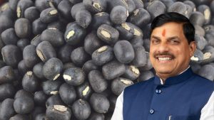 गेहूं-धान नहीं, इस खरीफ उड़द बोई तो होगी बंपर कमाई… सरकार दे रही MSP के साथ 600 रुपये बोनस गेहूं-धान नहीं, इस खरीफ उड़द बोई तो होगी बंपर कमाई… सरकार दे रही MSP के साथ 600 रुपये बोनस