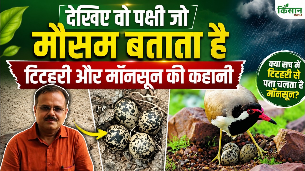 Monsoon 2026 by Titahari: कितनी होगी बारिश, किसानों की मौसम वैज्ञानिक चिड़िया टिटहरी की पूरी कहानी