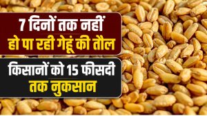 MP में MSP से कम रेट पर गेहूं बेचने को मजबूर हुए किसान, इस वजह से नहीं मिल रहा भाव