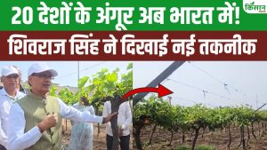 20 देशों के अंगूर और 476 किस्मों की खेती से किसानों को मिलेगी लाखों कमाई, शिवराज ने बताया तरीका 20 देशों के अंगूर और 476 किस्मों की खेती से किसानों को मिलेगी लाखों कमाई, शिवराज ने बताया तरीका