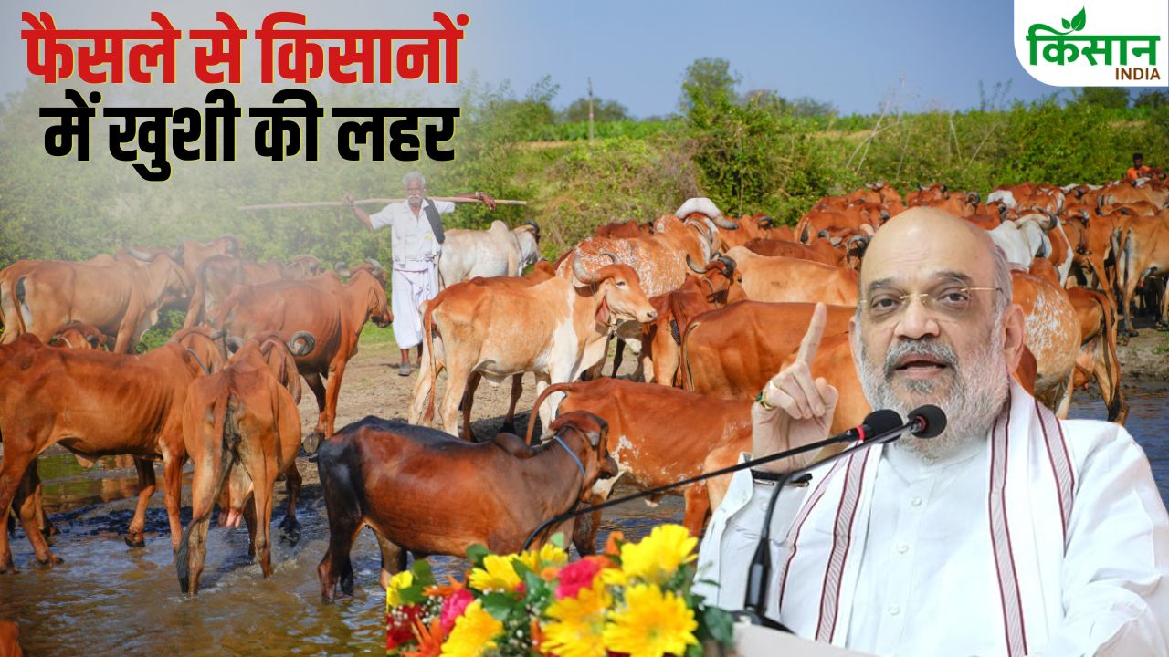 अमित शाह के इस ऐलान से पशुपालकों की बढ़ेगी कमाई.. ज्यादा दूध देने वाली बछिया लेंगी जन्म