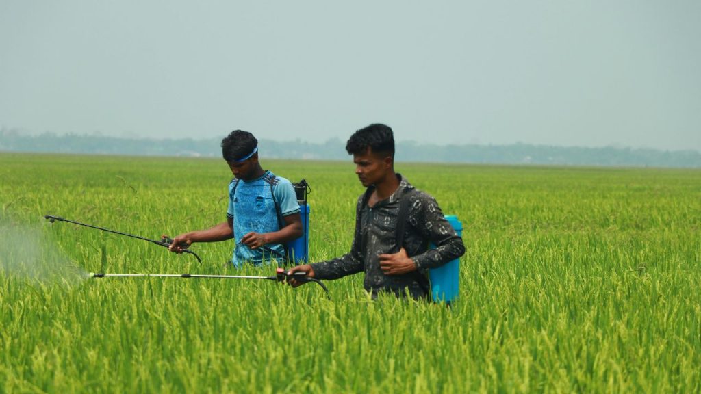 फसलों पर छिड़काव का सबसे अच्छा समय सुबह 6 से 9 बजे या शाम 5 से 7 बजे के बीच माना जाता है. इस दौरान तापमान कम होता है और हवा भी धीमी रहती है, जिससे दवा अच्छे से पौधों की पत्तियों पर चिपक जाती है और उसका असर ज्यादा प्रभावी होता है.