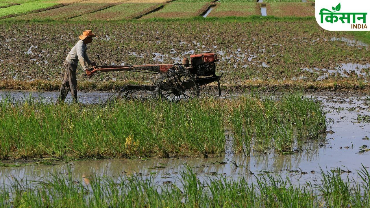 धान की नर्सरी में छोटी गलती भी घटा सकती है उत्पादन, जानिए बीज और पानी का सही तरीका