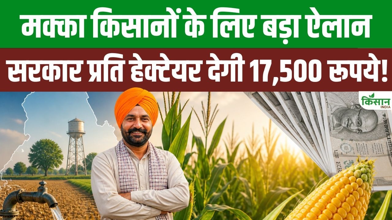 मक्का की खेती पर मिलेगा बड़ा फायदा, प्रति हेक्टेयर 17500 रुपये की सब्सिडी का मौका