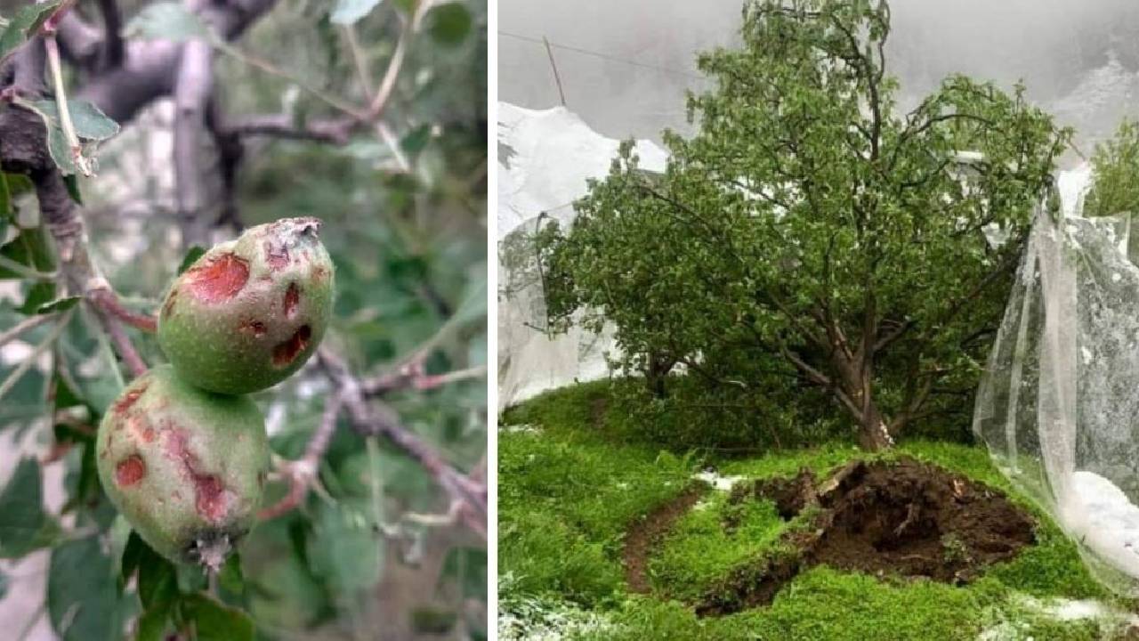 कश्मीर में ओलावृष्टि ने तबाह किए सेब के बाग, किसानों को करोड़ों का नुकसान… फसल बीमा की मांग तेज
