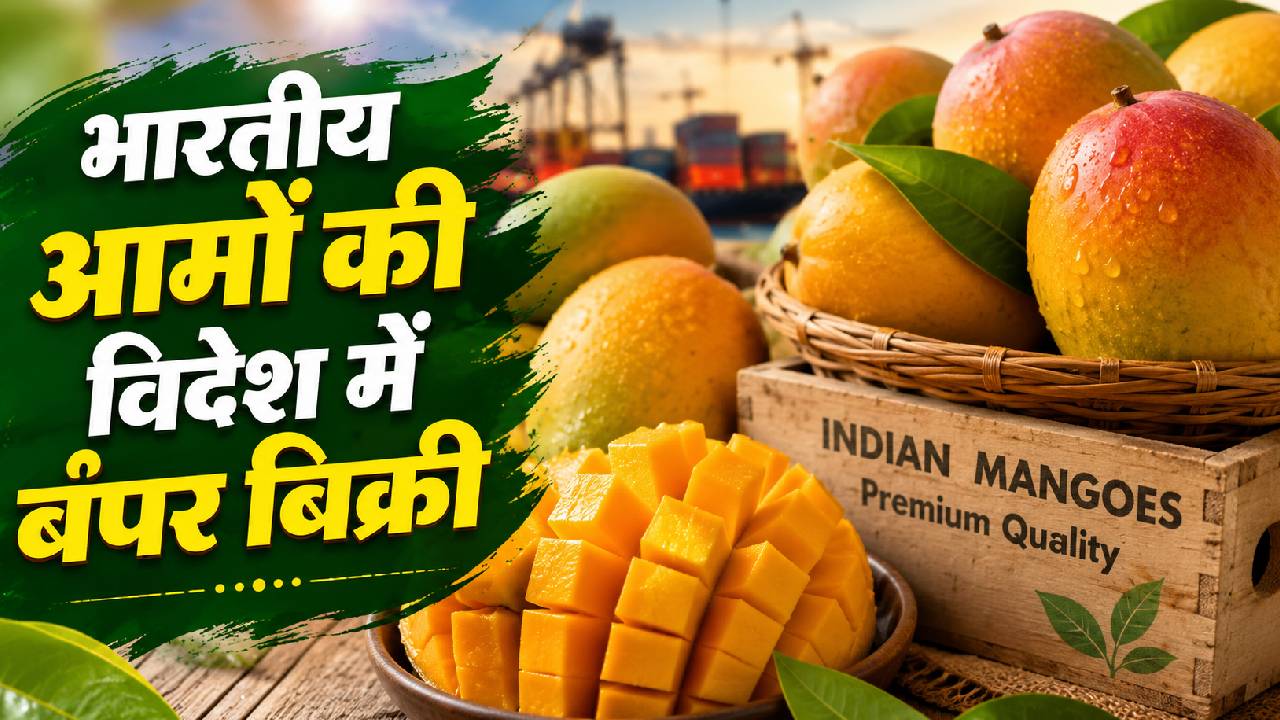 जापान ने लगाई रोक, लेकिन इस देश में छाए भारतीय आम… खरीदने के लिए मची होड़