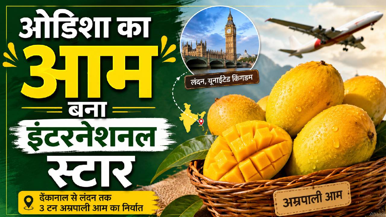 लंदन के बाजारों में बढ़ी ओडिशा के आमों की मिठास, किसानों को मिला 72 प्रतिशत ज्यादा दाम