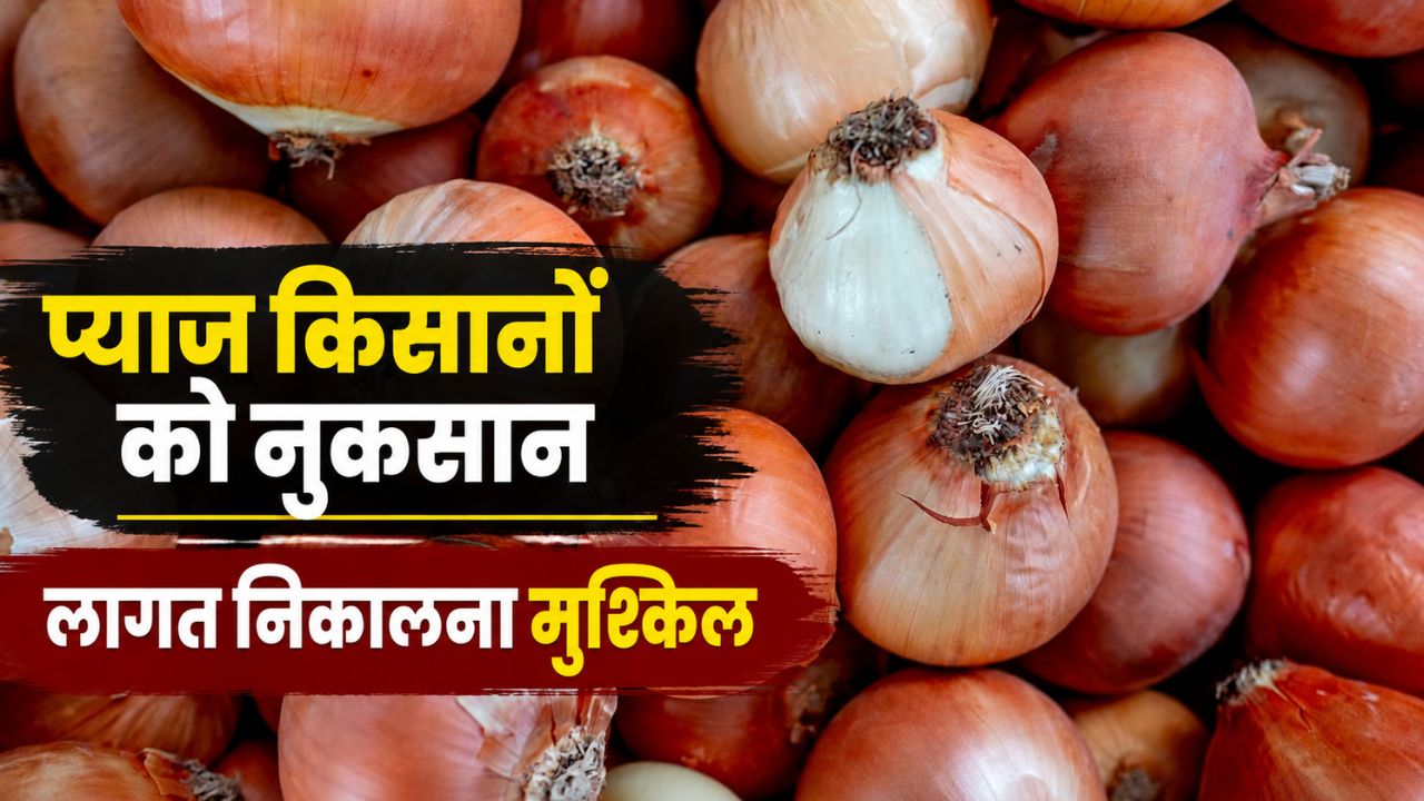 1 रुपये किलो प्याज, 12 क्विंटल बेचने पर भी किसान को नहीं हुआ फायदा.. खाली हाथ लौटा घर