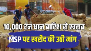 मौसम का कहर, मंडियों में हजारों टन धान बारिश में भीगने से खराब.. किसानों की बढ़ी टेंशन मौसम का कहर, मंडियों में हजारों टन धान बारिश में भीगने से खराब.. किसानों की बढ़ी टेंशन