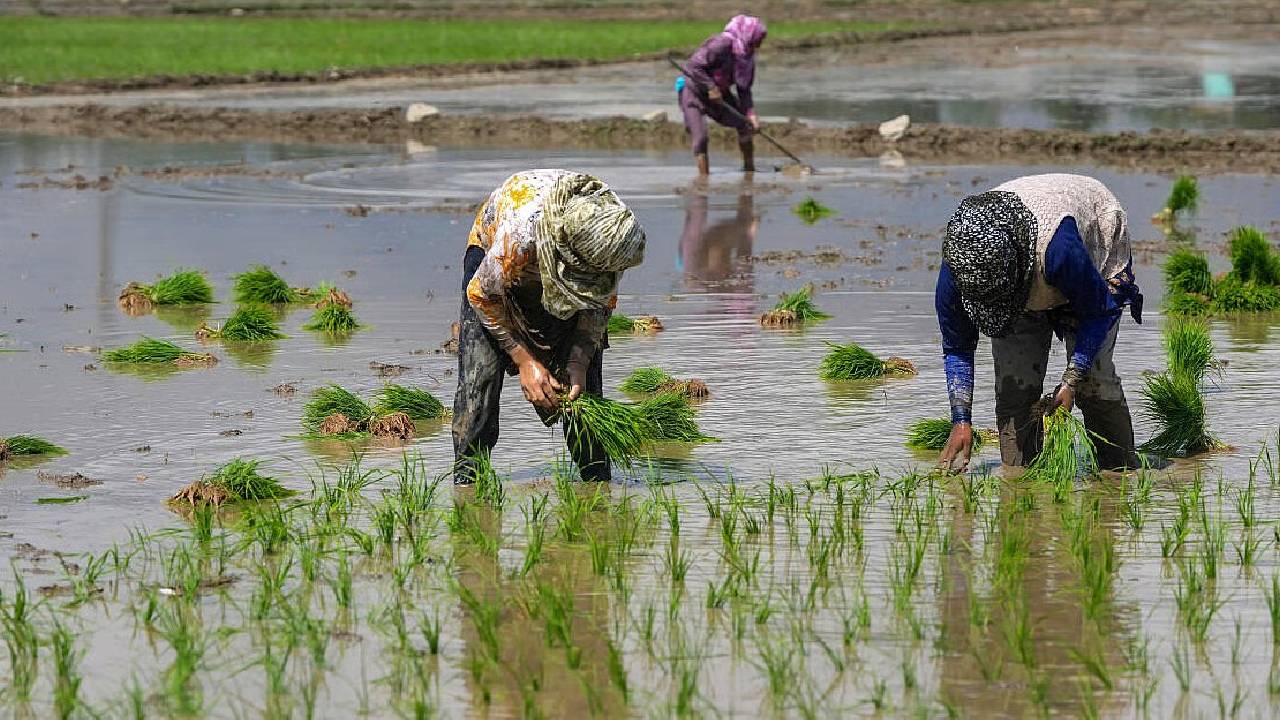 पंजाब में धान रोपाई के बीच किसानों को निर्बाध बिजली देने की तैयारी, PSPCL स्टाफ की छुट्टियों पर रोक