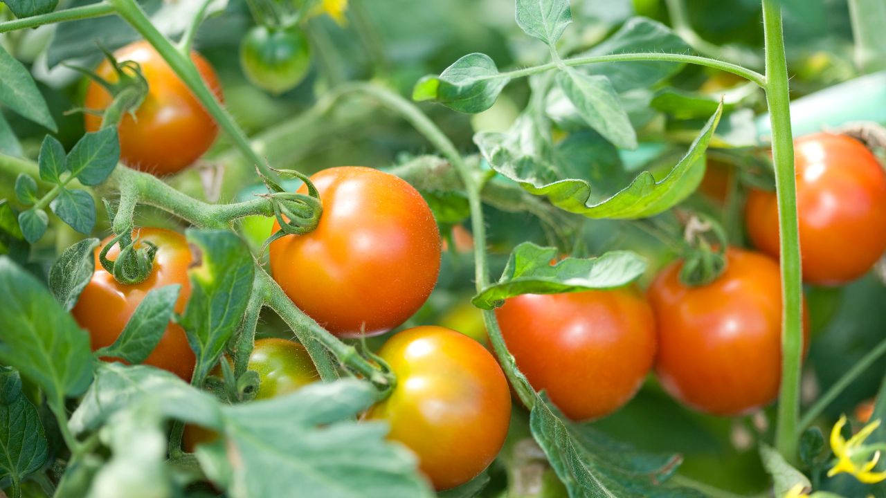 Tomato Farming: फल फटने से बर्बाद हो सकती है पूरी फसल, बचाव के लिए अपनाएं ये आसान तरीके!
