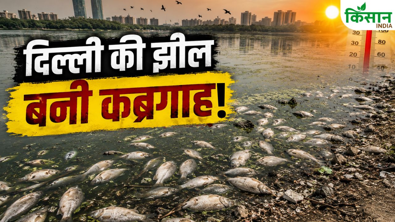 दिल्ली की संजय झील में सैकड़ों मछलियों की मौत, यहां पढ़ें पूरा मामला