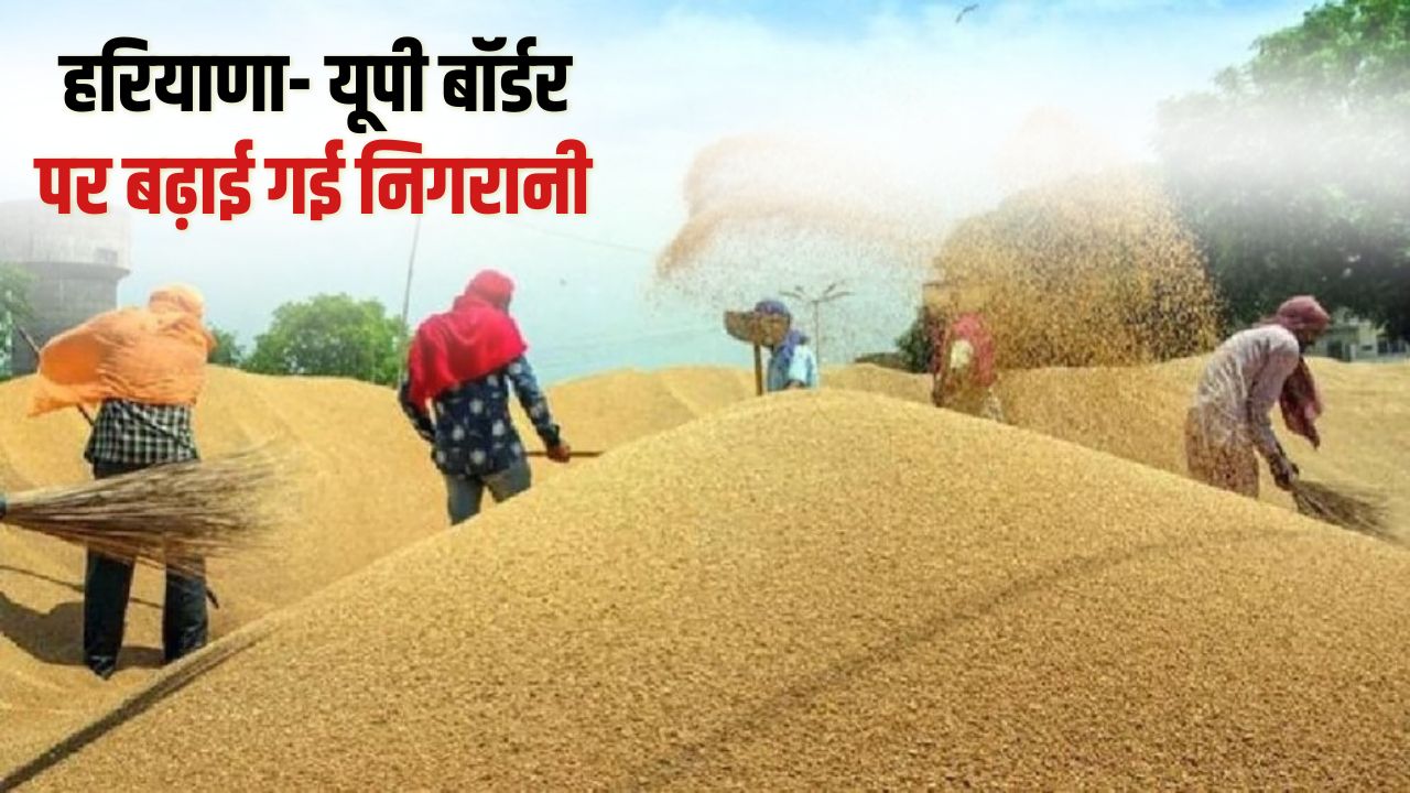 धान के बाद गेहूं घोटाले का शक, 13 आढ़तियों का लाइसेंस सस्पेंड.. जांच के लिए टीम गठित