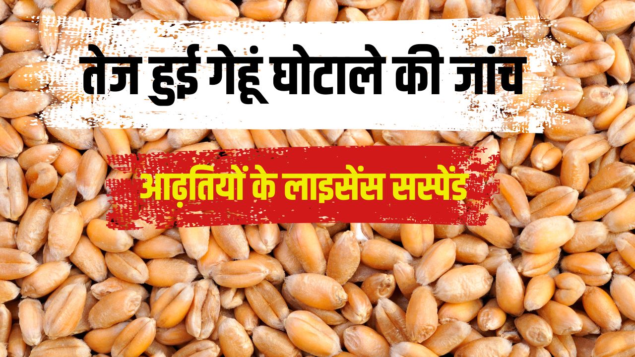 धान के बाद गेहूं घोटाला! 6 आढ़तियों के खिलाफ दो अलग-अलग FIR दर्ज.. ऐसे हुआ खुलासा