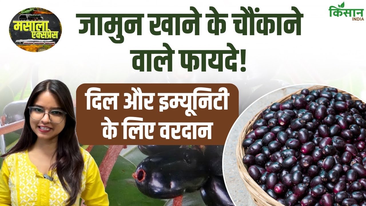 Discover Amazing Benefits Jamun Ranging From Managing Diabetes Supporting Heart Health This Fruit Proves True Treasure Trove Wellness