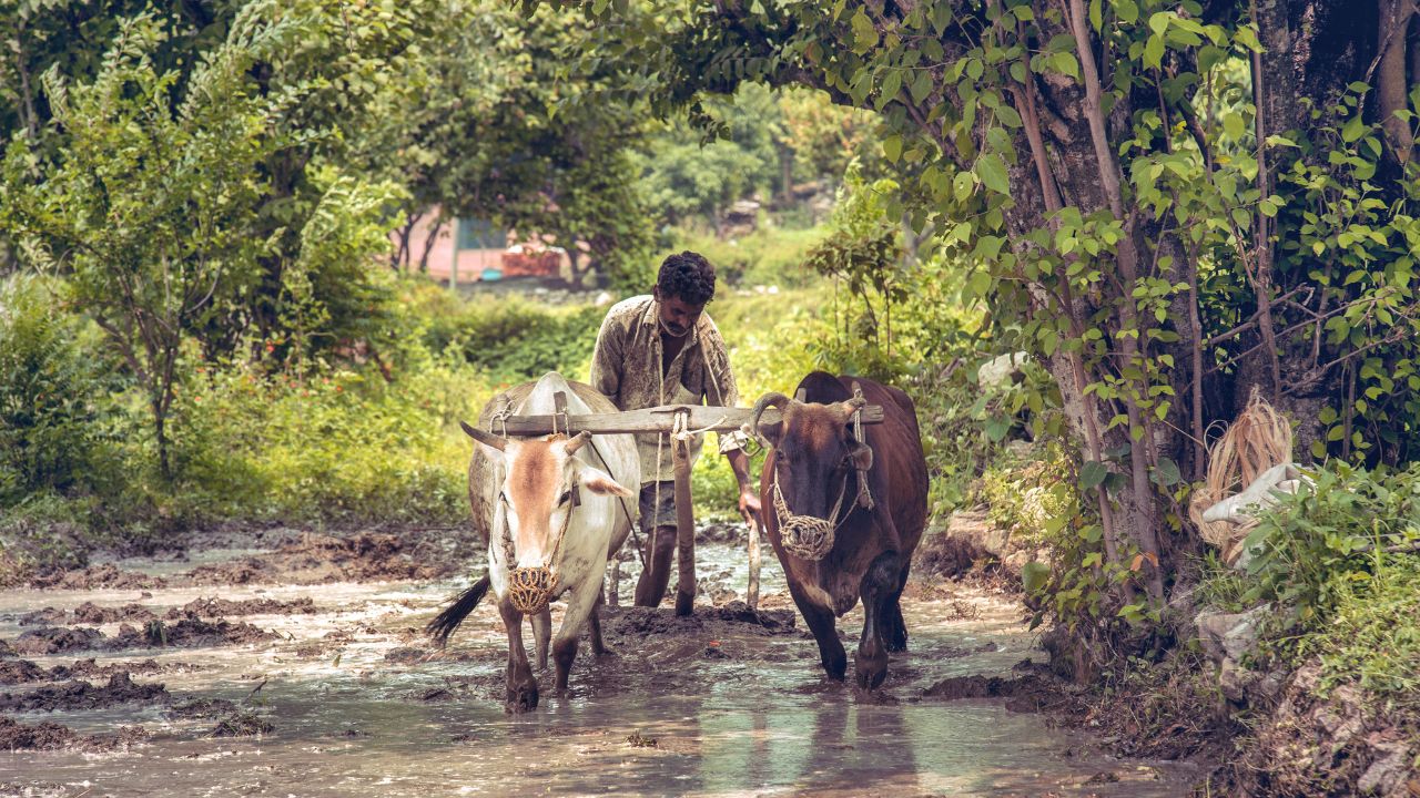 El Nino May Affect Agricultural Loans But Banks Are Not At Risk Of Major Crisis