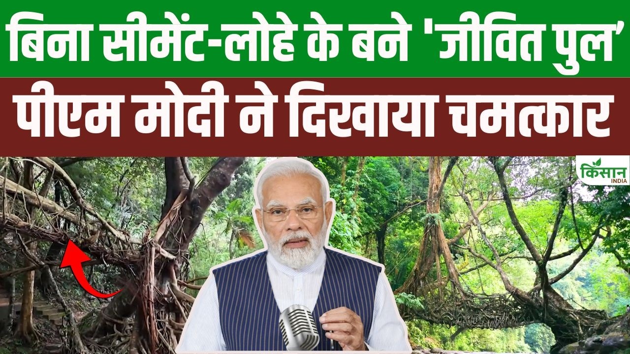 Have You Witnessed Miracle Rubber Trees Pm Explains Why Meghalaya Living Root Bridges Special
