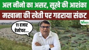 El Nino का कहर! बिहार की मखाना खेती संकट में, कटिहार में 11 हजार हेक्टेयर फसल प्रभावित El Nino का कहर! बिहार की मखाना खेती संकट में, कटिहार में 11 हजार हेक्टेयर फसल प्रभावित