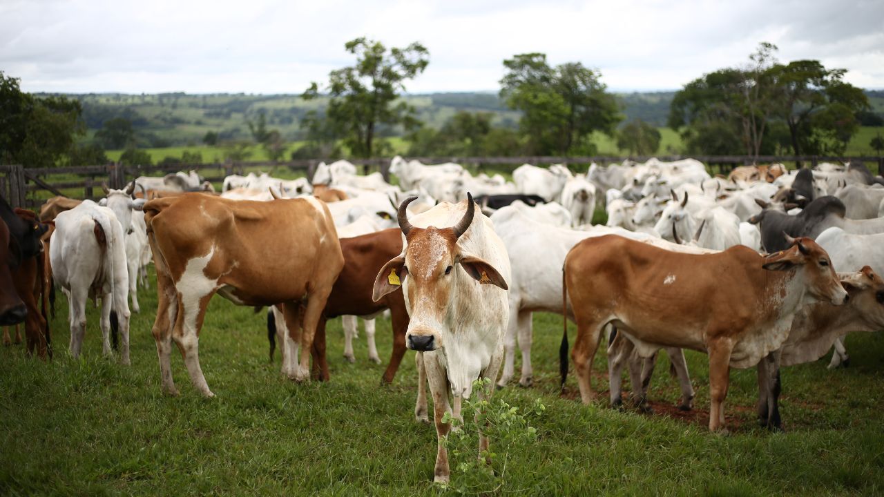 Dairy Farming Monsoon Animal Care Tips How To Protect Cattle From Galghotu Langdi Black Quarter Fever