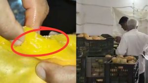 गुजरात की जूस फैक्ट्री में मिले सड़े-गले और कीड़ों से भरे आम, FSSAI की बड़ी कार्रवाई में हुआ खुलासा गुजरात की जूस फैक्ट्री में मिले सड़े-गले और कीड़ों से भरे आम, FSSAI की बड़ी कार्रवाई में हुआ खुलासा
