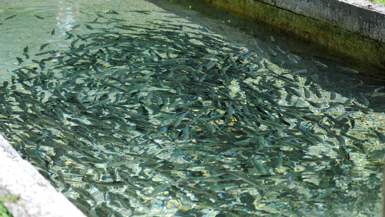 Bihar Government Is Givivng 60 Percent Subsidy In Fish Farming Under Matasya Prajati Vividhikar Yojana Rural Business Ideas