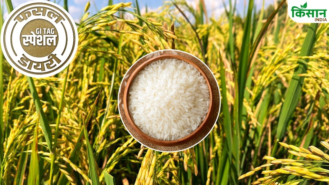 Gi Tag Special Story Cultivation And Speciality Of Joha Rice