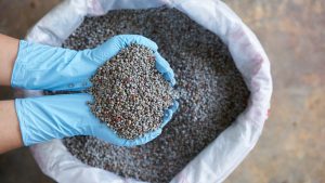 Fertilizer Consumption: हरियाणा में बढ़ा यूरिया और DAP का इस्तेमाल, 4 लाख टन के पार पहुंचा आंकड़ा Fertilizer Consumption: हरियाणा में बढ़ा यूरिया और DAP का इस्तेमाल, 4 लाख टन के पार पहुंचा आंकड़ा