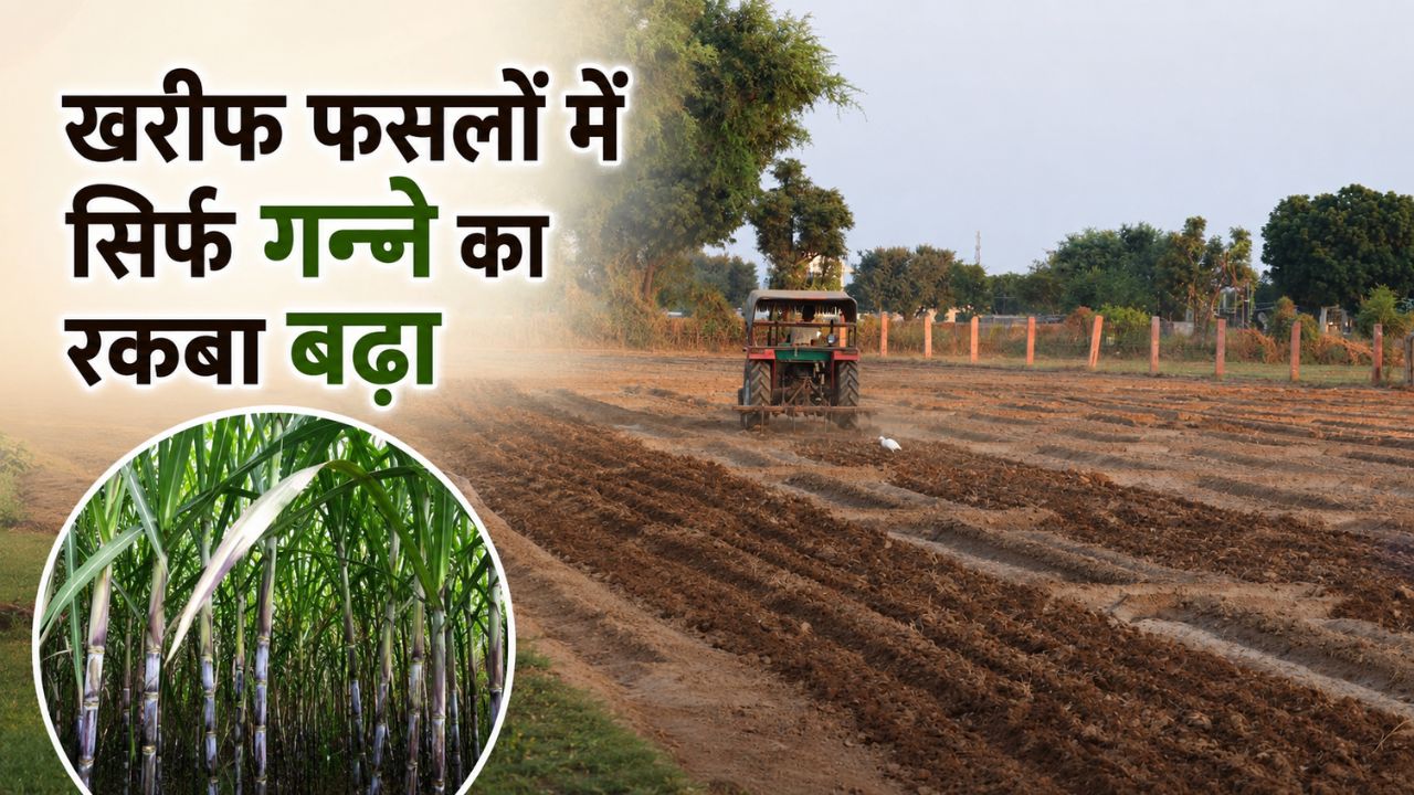 Kharif Sowing Update Kharif Sowing Decreased 23 Percent Paddy Oilseeds And Pulses Area Significant Decline