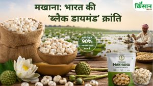 बिहार का ‘ब्लैक डायमंड’ बना दुनिया का पसंदीदा सुपरफूड! 5 साल में उत्पादन 3 गुना, विदेशों में भारी मांग बिहार का ‘ब्लैक डायमंड’ बना दुनिया का पसंदीदा सुपरफूड! 5 साल में उत्पादन 3 गुना, विदेशों में भारी मांग