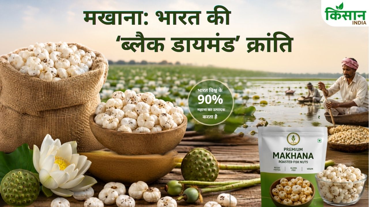 बिहार का ‘ब्लैक डायमंड’ बना दुनिया का पसंदीदा सुपरफूड! 5 साल में उत्पादन 3 गुना, विदेशों में भारी मांग