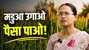 कम पानी वाली इस फसल पर सरकार दे रही 3,000 रुपये प्रोत्साहन राशि, शिल्पी नेहा तिर्की ने बताई पूरी योजना