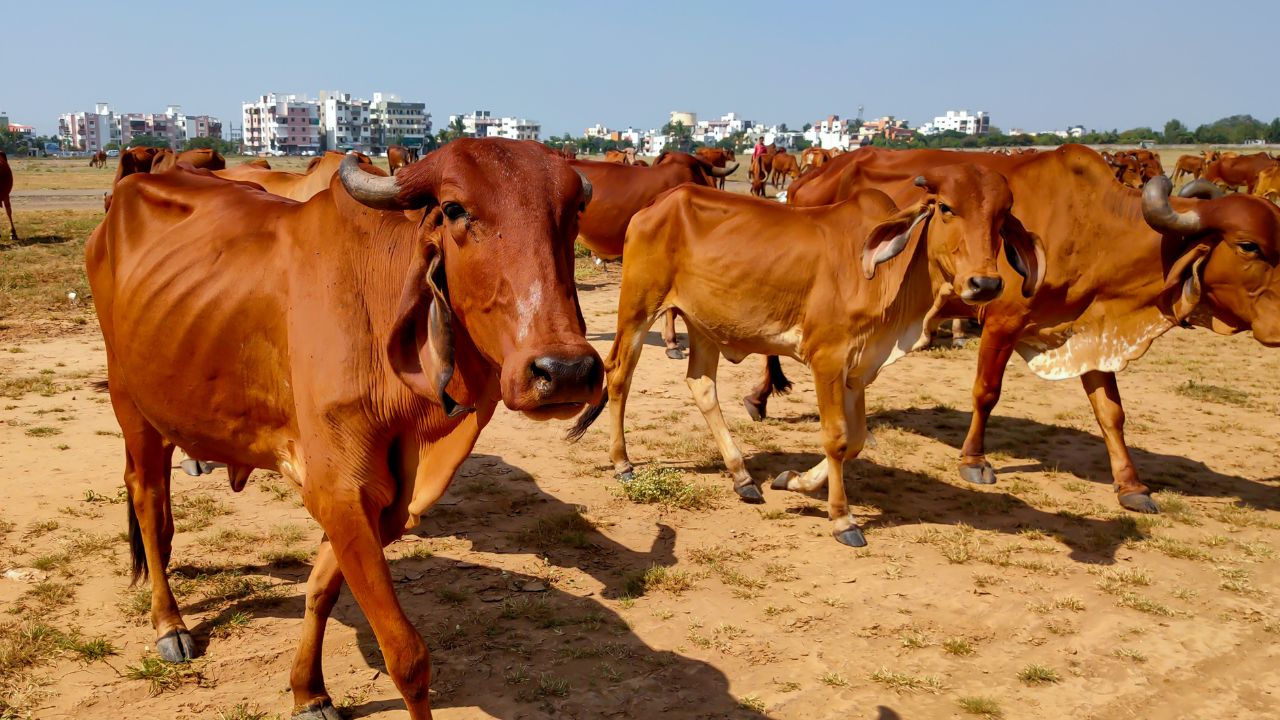 Uttar Pradesh Mini Nandini Yojana Up Government Is Giving 11 Point 10 Lakh Rupees Subsidy For Desi Cow Farming
