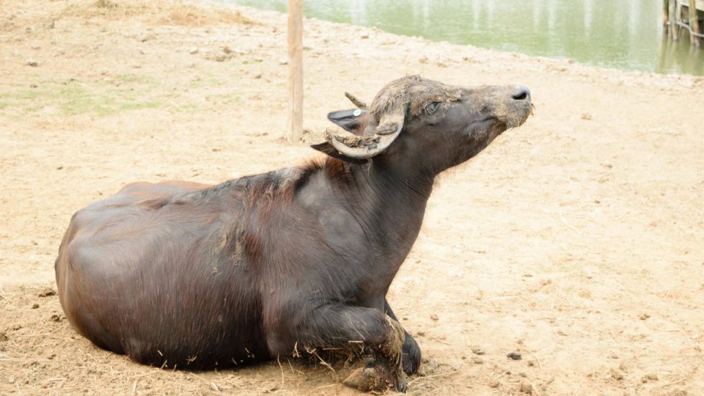 18 से 60 वर्ष की आयु के पात्र किसान पशु चिकित्सालय, जनसेवा केंद्र या ऑनलाइन आवेदन कर सकते हैं. योजना 'पहले आओ, पहले पाओ' आधार पर चल रही है, इसलिए समय रहते आवेदन करना जरूरी है.
