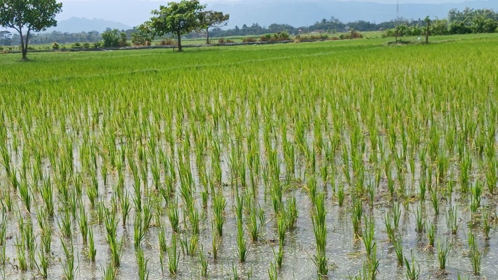 जब पौधे 1 से 2 इंच तक बढ़ जाएं, तब क्यारियों में लगभग 1 से 1.5 सेंटीमीटर पानी बनाए रखना चाहिए. ध्यान रखें कि खेत में ज्यादा पानी जमा न हो और मिट्टी पूरी तरह सूखने भी न पाए. संतुलित सिंचाई से पौधों की जड़ें मजबूत बनती हैं.
