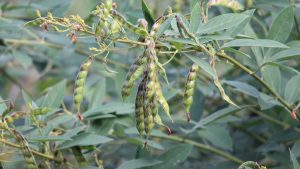 Tip Of The Day: अरहर से होगी तगड़ी कमाई! जान लें बुवाई का सही समय, कम लागत में मिलेगा बंपर उत्पादन Tip Of The Day: अरहर से होगी तगड़ी कमाई! जान लें बुवाई का सही समय, कम लागत में मिलेगा बंपर उत्पादन